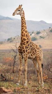 Giraffe